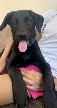 BASIL D5273 - Labrador Retriever / Shepherd available for adoption