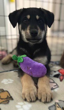 ARLO - Husky / Shepherd available for adoption