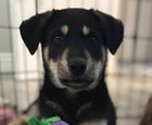Arlo - Photo 2