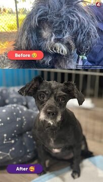 NIRAI D7047 - Shih Tzu available for adoption