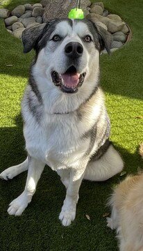 ROBIN D5205 (GNOKI) - Alaskan Malamute available for adoption
