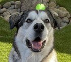 ROBIN D5205 (GNOKI) - Alaskan Malamute available for adoption