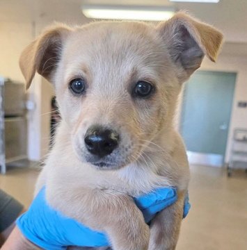 CLOVER - Shepherd / Chihuahua available for adoption