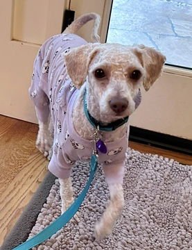 AIMEE D6063 (WAS AYLA) - Poodle (Standard) available for adoption