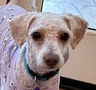 AIMEE D6063 (WAS AYLA) - Poodle (Standard) available for adoption