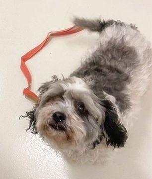 KALI - Lhasa Apso available for adoption