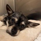 ANYA - Norwich Terrier available for adoption