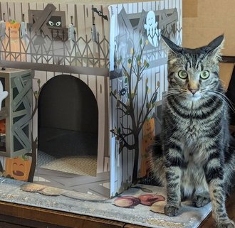 MORDEN 05-4315 - Domestic Short Hair available for adoption