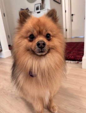 KODA D7045 - Pomeranian available for adoption