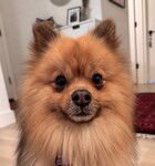 KODA D7045 - Pomeranian available for adoption