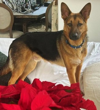 HANSEL D4539 (GUSTO) - German Shepherd Dog available for adoption