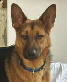 HANSEL D4539 (GUSTO) - German Shepherd Dog available for adoption