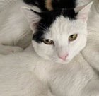 ASTRO 05-4309 - Domestic Short Hair available for adoption