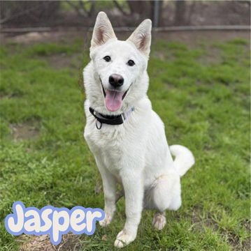 JASPER - Husky / Shepherd available for adoption