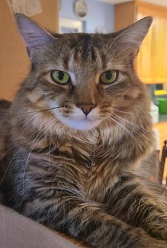 ELLIE 07-4320 - Domestic Short Hair available for adoption