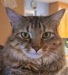 ELLIE 07-4320 - Domestic Short Hair available for adoption