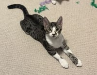 Skillet (Guardian Assist) - Photo 1