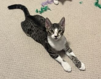 SKILLET (GUARDIAN ASSIST) - Domestic Short Hair available for adoption