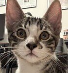 SKILLET (GUARDIAN ASSIST) - Domestic Short Hair available for adoption