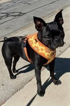 HOLLY D5192 - French Bulldog / Boston Terrier available for adoption