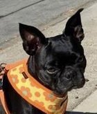 HOLLY D5192 - French Bulldog / Boston Terrier available for adoption