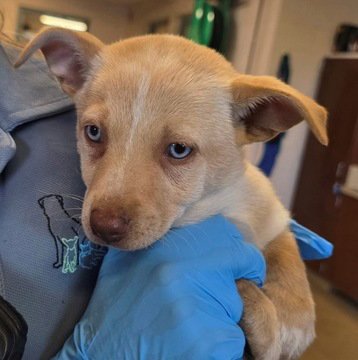 JASMINE D6068 - Shepherd / Chihuahua available for adoption