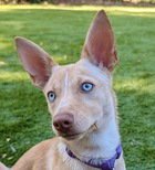 JASMINE D6068 - Shepherd / Chihuahua available for adoption