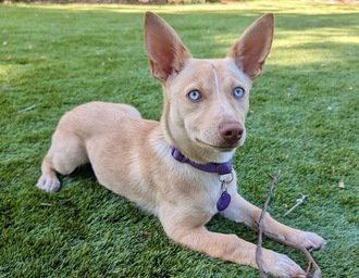 JASMINE D6068 - Shepherd / Chihuahua available for adoption