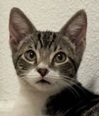 Waffles (Guardian Assist) - Photo 2