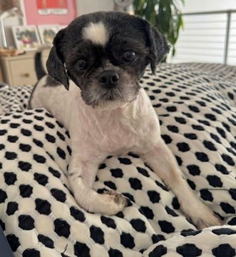 MIRA D6011 - Shih Tzu available for adoption