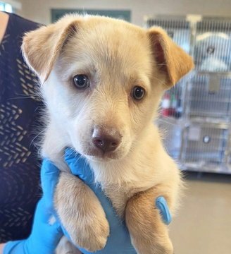 IRIS D6067 - Shepherd / Chihuahua available for adoption