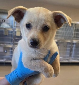 ORCHID D6009 - Shepherd / Chihuahua available for adoption