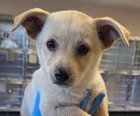 ORCHID D6009 - Shepherd / Chihuahua available for adoption