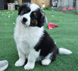 SAMSON D6073 - Border Collie / Australian Shepherd available for adoption