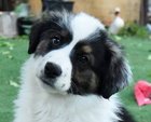 SAMSON D6073 - Border Collie / Australian Shepherd available for adoption
