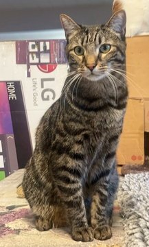 COOPER 04-4287 - Domestic Short Hair available for adoption