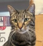 COOPER 04-4287 - Domestic Short Hair available for adoption