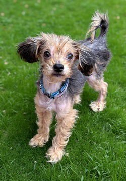 MILO - Yorkshire Terrier Yorkie / Silky Terrier available for adoption