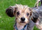 MILO - Yorkshire Terrier Yorkie / Silky Terrier available for adoption