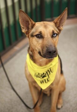 RILEY D5145 (WAS LYLE) - German Shepherd Dog / Australian Kelpie available for adoption