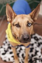 RILEY D5145 (WAS LYLE) - German Shepherd Dog / Australian Kelpie available for adoption