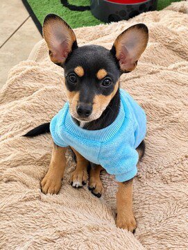 CARL - Chihuahua available for adoption