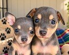 CARL - Chihuahua available for adoption
