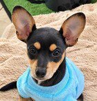 CARL - Chihuahua available for adoption