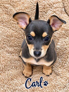 CARL - Chihuahua available for adoption