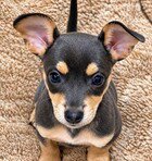 CARL - Chihuahua available for adoption