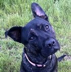 LINUS D5183 - French Bulldog / Cattle Dog available for adoption