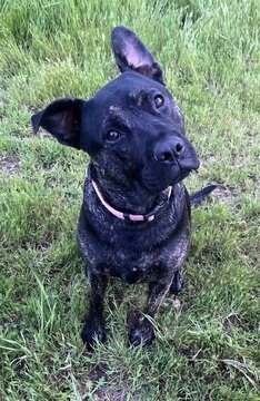 LINUS D5183 - French Bulldog / Cattle Dog available for adoption