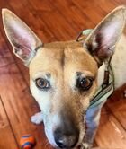 LUNA (GUARDIAN ASSIST) - Rat Terrier available for adoption