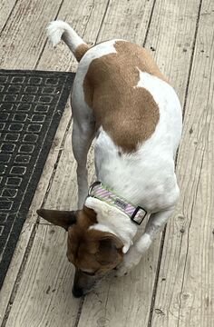 LUNA (GUARDIAN ASSIST) - Rat Terrier available for adoption